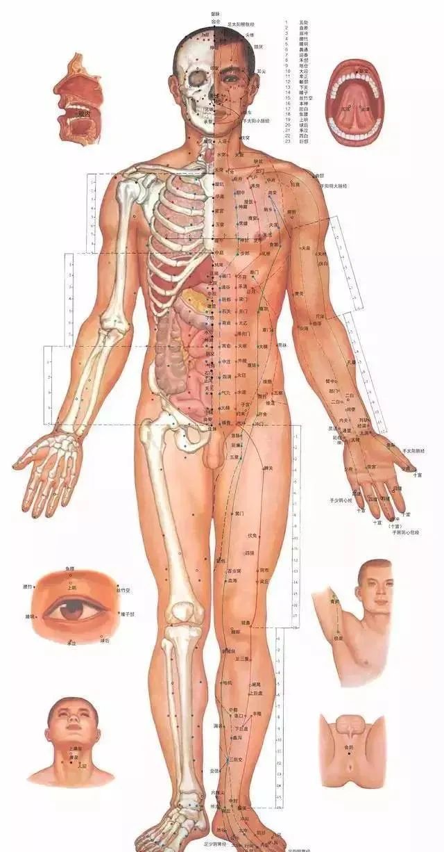 人体100个大穴与30个腧穴