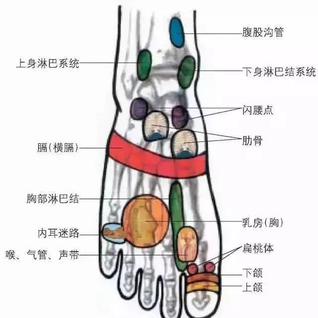 人体100个大穴与30个腧穴