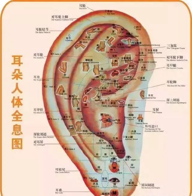 人体100个大穴与30个腧穴